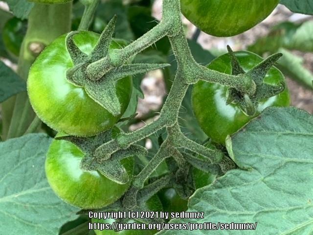Photo of Tomatoes (Solanum lycopersicum) uploaded by sedumzz
