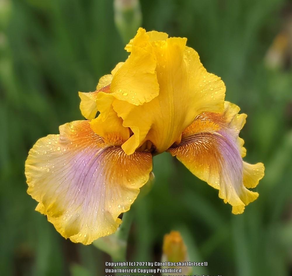 Photo of Tall Bearded Iris (Iris 'Strange Brew') uploaded by Artsee1