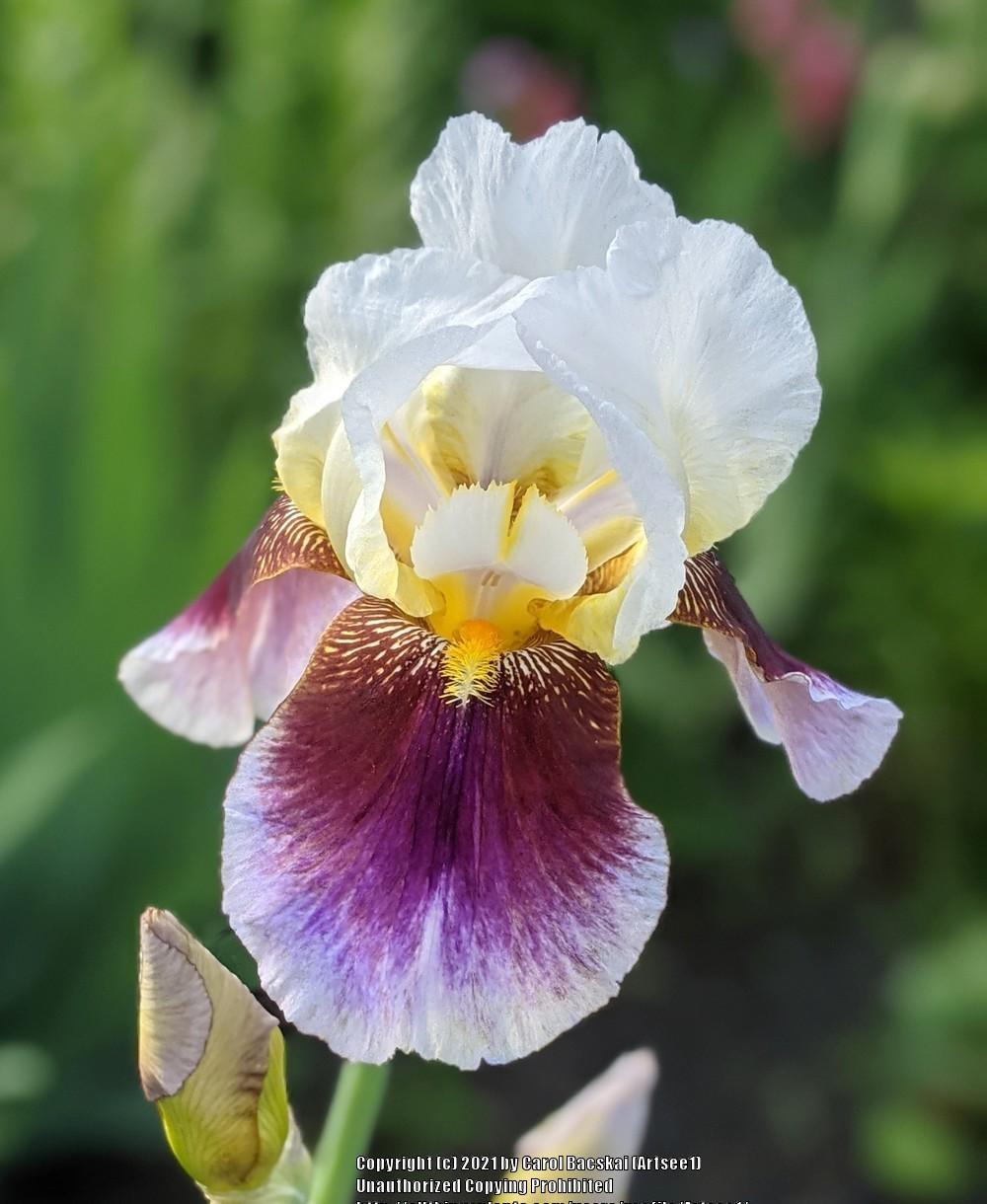 Photo of Tall Bearded Iris (Iris 'Striped Red Neglecta') uploaded by Artsee1