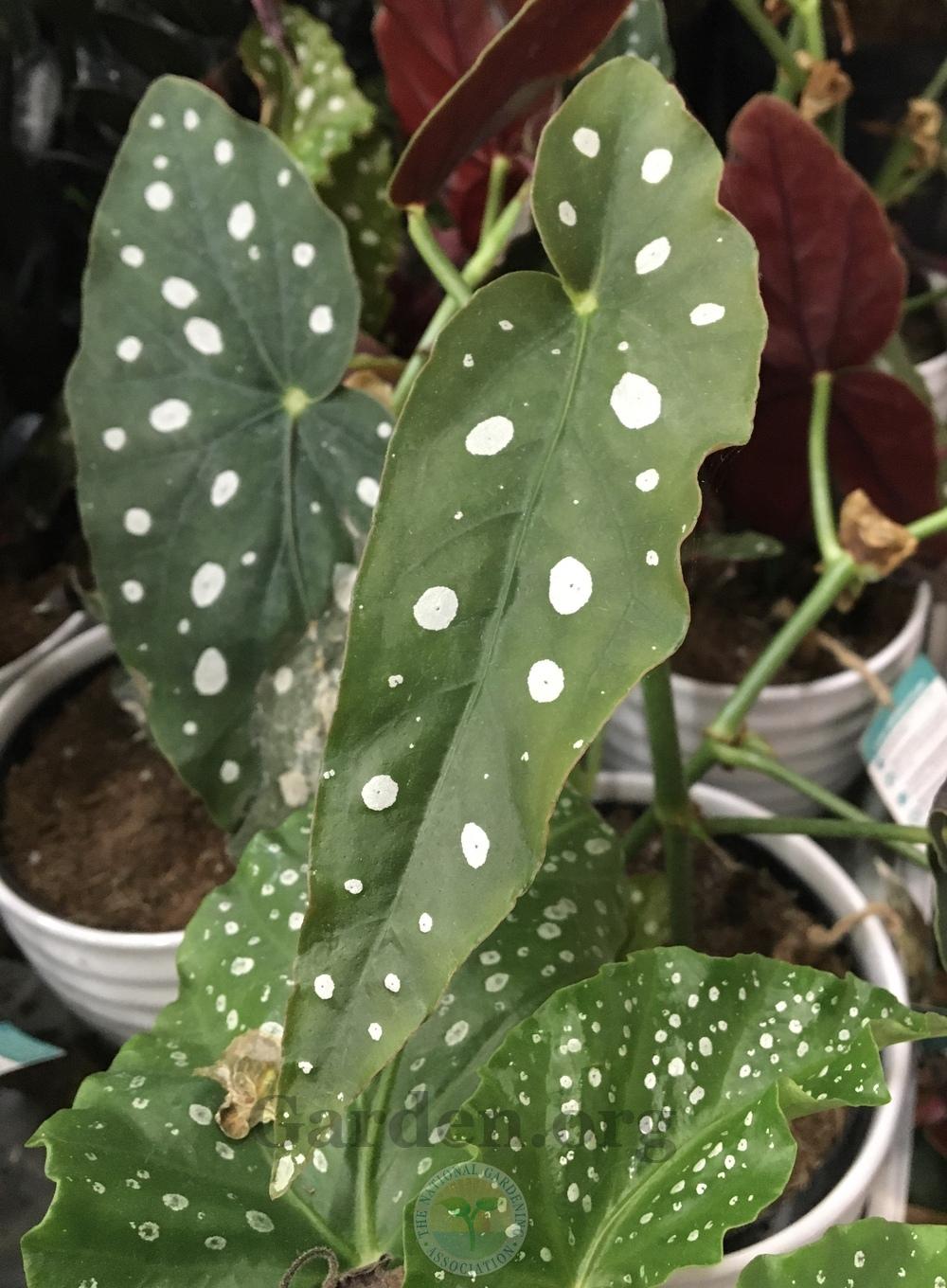 Photo of Polka Dot Begonia (Begonia maculata) uploaded by BlueOddish