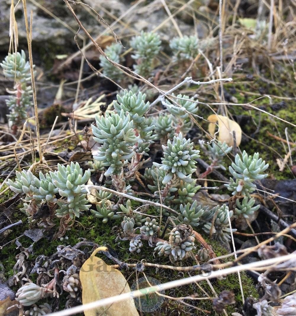Photo of Lanceleaf Stonecrop (Sedum lanceolatum subsp. lanceolatum) uploaded by BlueOddish