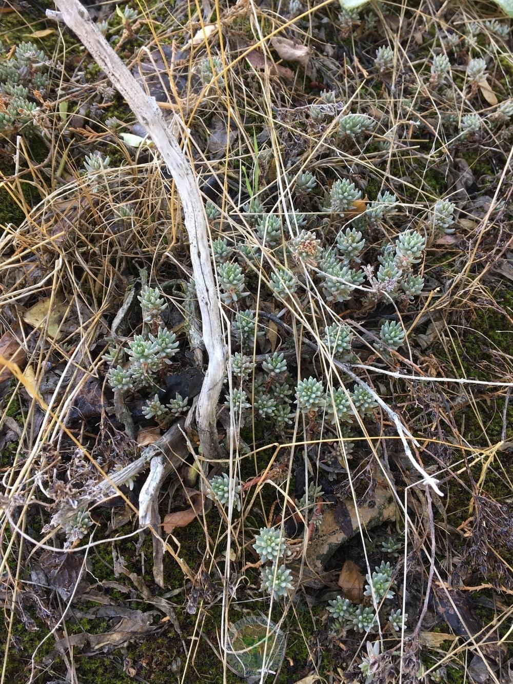 Photo of Lanceleaf Stonecrop (Sedum lanceolatum subsp. lanceolatum) uploaded by BlueOddish