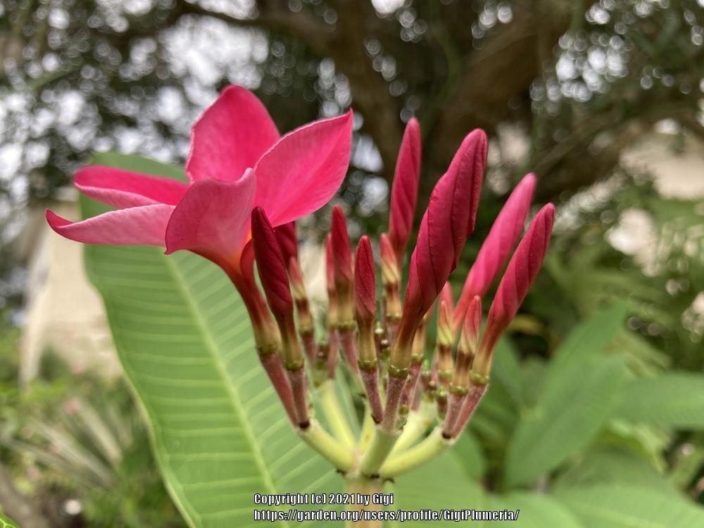 Photo of Plumeria (Plumeria rubra 'Miami Rose') uploaded by GigiPlumeria
