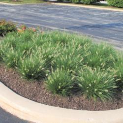 Location: Exton, Pennsylvania
Date: 2014-07-30
group planted in a parking lot island