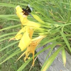 Location: Southern Maine
Widow skimmer dragonfly enjoyed this weak-stemmed daylily…