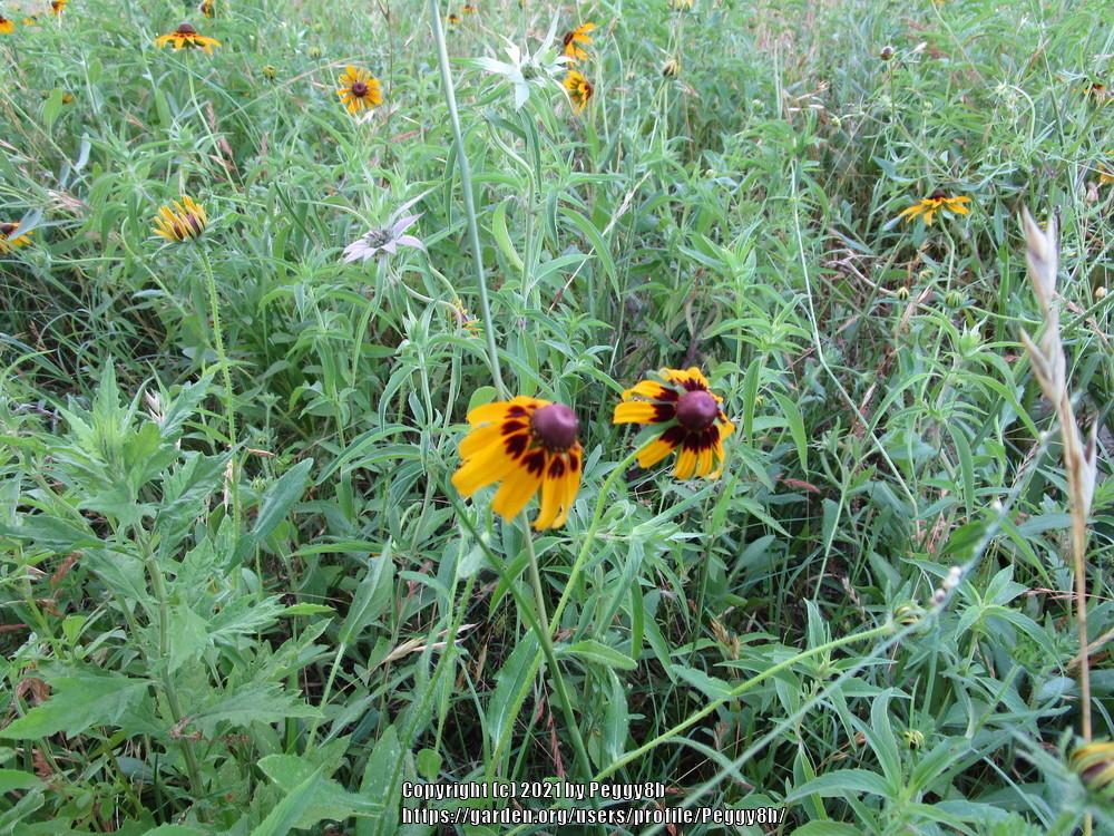 Photo of Black Eyed Susans (Rudbeckia) uploaded by Peggy8b