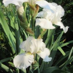 Location: Toronto, Ontario
Date: 2021-08-20
Tall Bearded Iris (Iris 'Immortality') reblooming in summer.