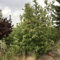 Location: Power County, Idaho, United States
Date: 2021-08-21