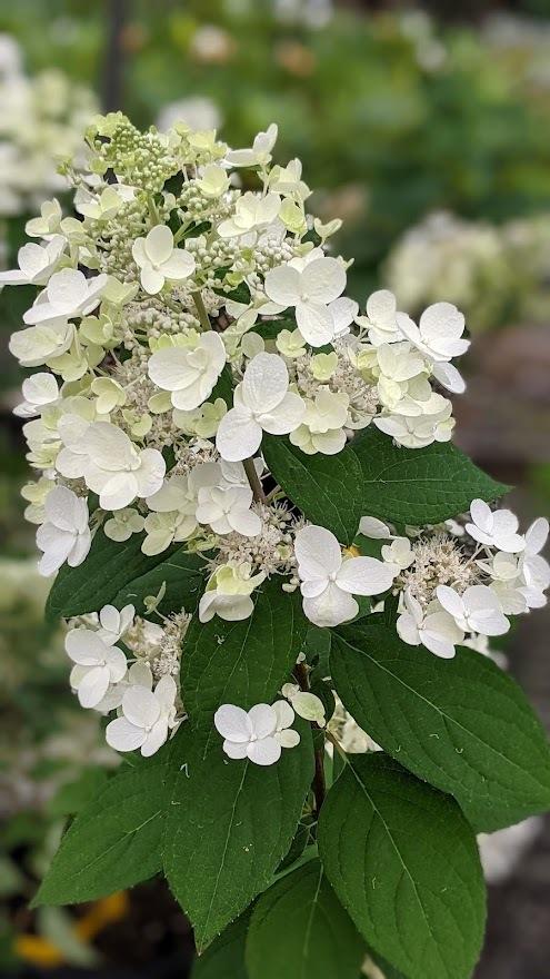 Photo of Panicle Hydrangea (Hydrangea paniculata First Editions® Tickled Pink®) uploaded by Joy