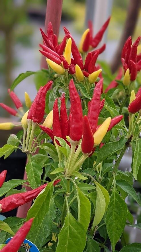 Photo of Ornamental Pepper (Capsicum annuum 'Chilly Chili') uploaded by Joy