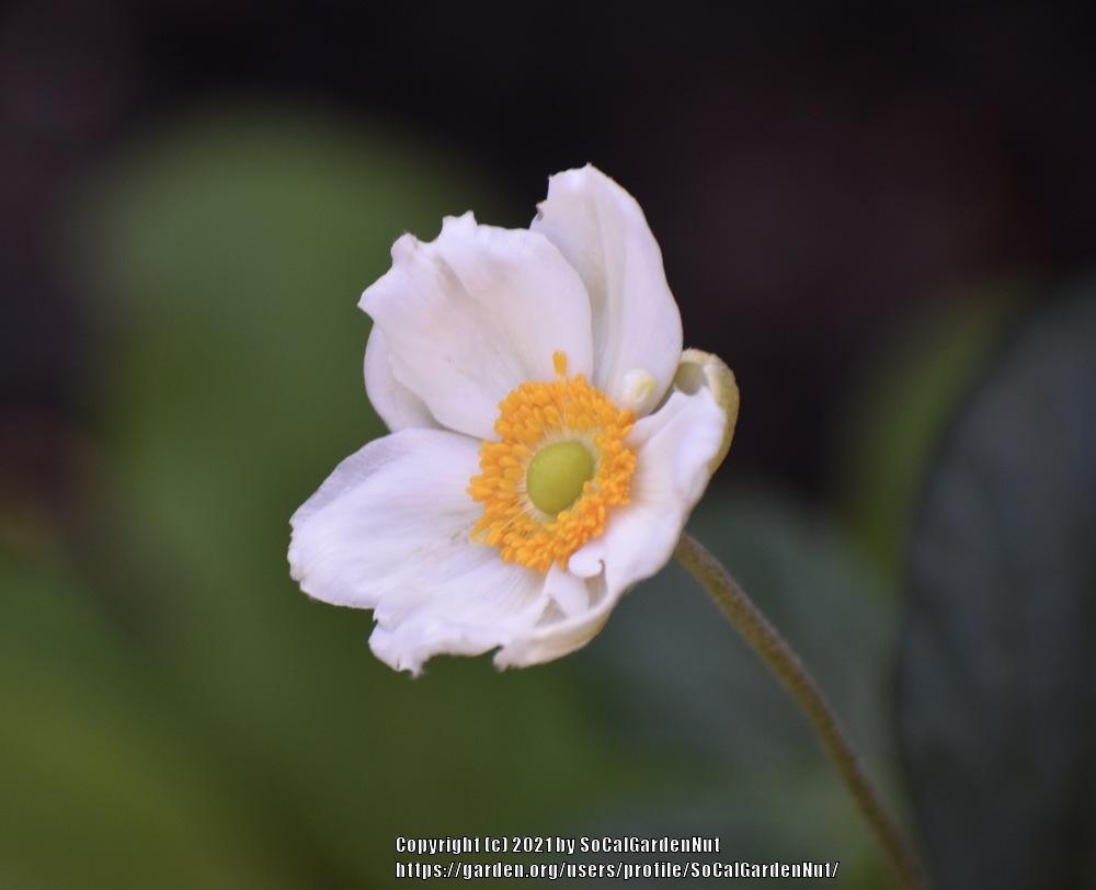 Photo of Japanese Anemone (Eriocapitella hupehensis 'Andrea Atkinson') uploaded by SoCalGardenNut