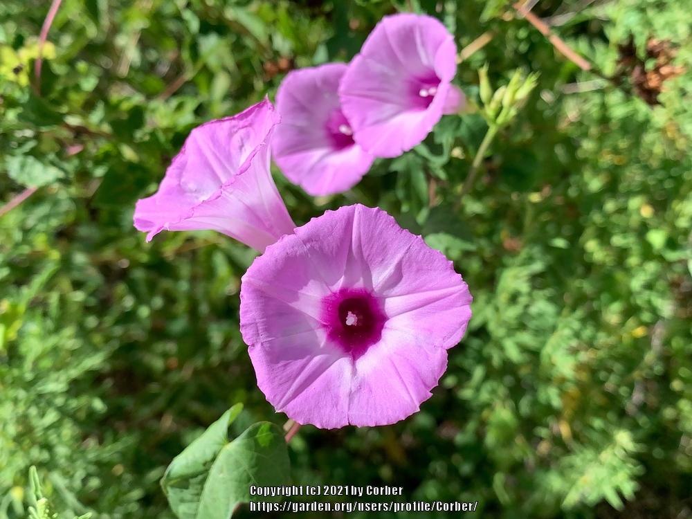 Photo of Morning Glory (Ipomoea cordatotriloba) uploaded by Corber