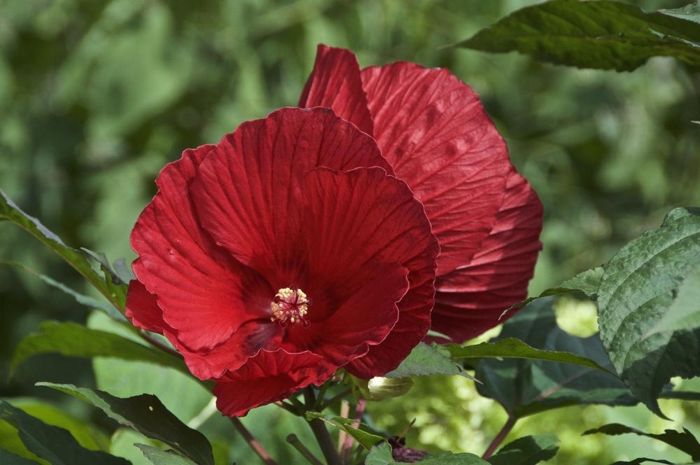 Photo of Hybrid Hardy Hibiscus (Hibiscus 'Fireball') uploaded by Fleur569