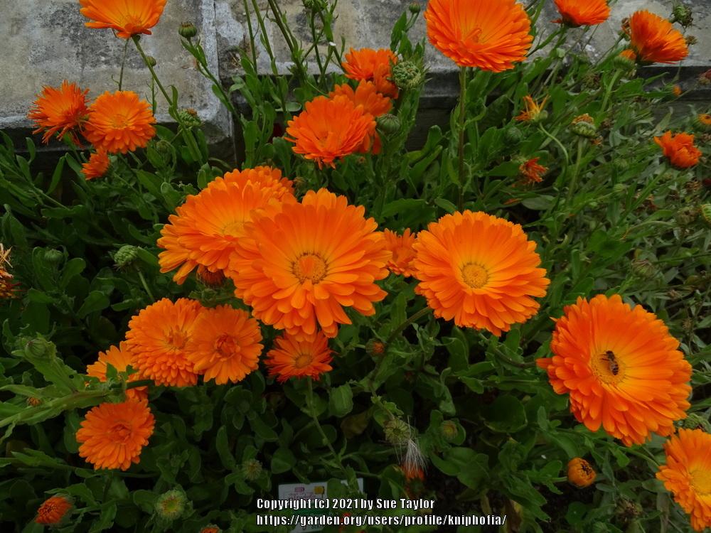 Photo of Pot Marigold (Calendula officinalis 'Orange Princess') uploaded by kniphofia