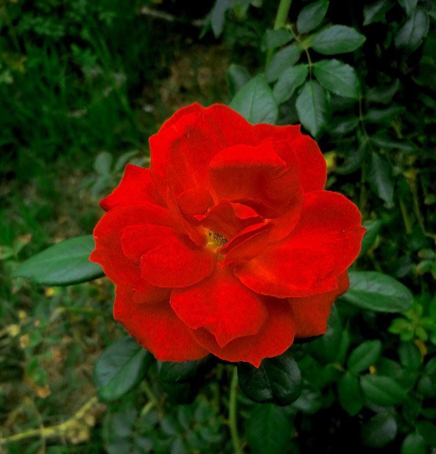 Photo of Rose (Rosa 'Hot Cocoa') uploaded by manueldalmeida