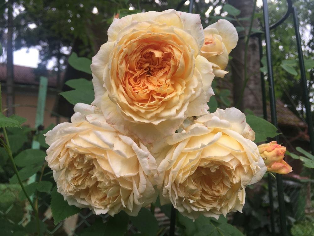 Photo of Rose (Rosa 'Abraham Darby') uploaded by MargitVienna