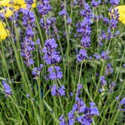 Location: My garden in Albuquerque, NM Zone 7b
Date: 06.07.21
My most intensely blue lavender