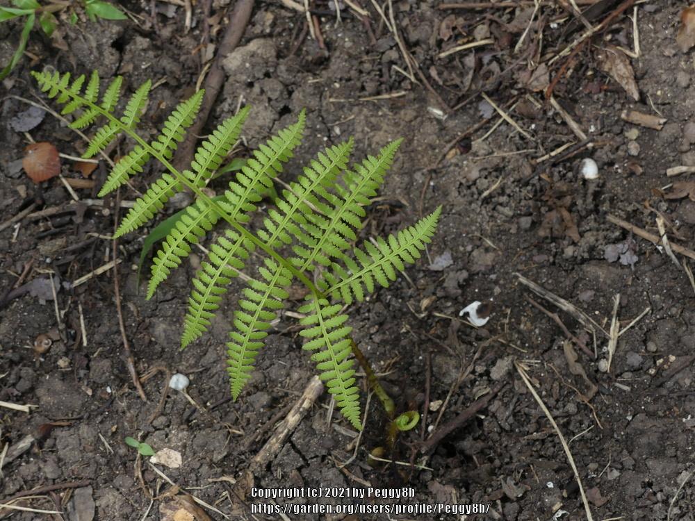 Photo of Ostrich Fern (Matteuccia struthiopteris) uploaded by Peggy8b