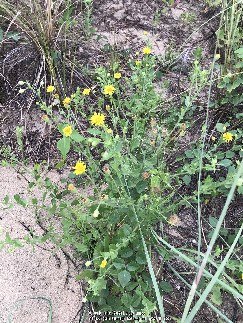 Photo of Camphor Weed (Heterotheca subaxillaris) uploaded by sedumzz