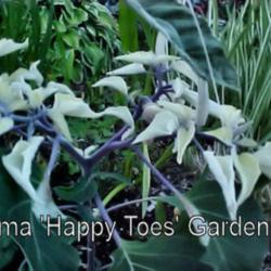 Location: Felida, WA
Date: early 2000 / Datura Hybrid
From karma 'Happy Toes' Gardens