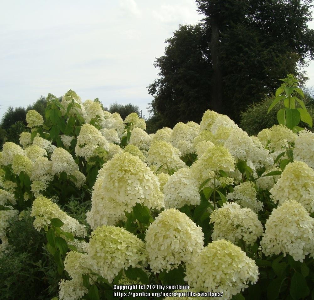 Photo of Panicle Hydrangea (Hydrangea paniculata Limelight™) uploaded by sviatlana