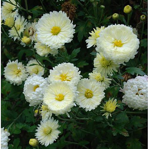 Photo of Chrysanthemum 'Hannah’s Double' uploaded by Joy