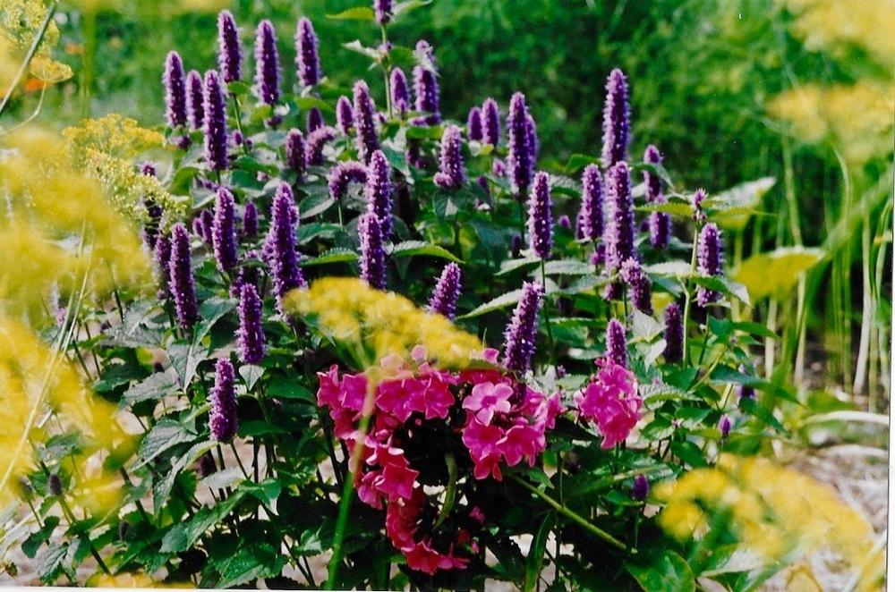 Photo of Anise Hyssop (Agastache foeniculum) uploaded by Permastake