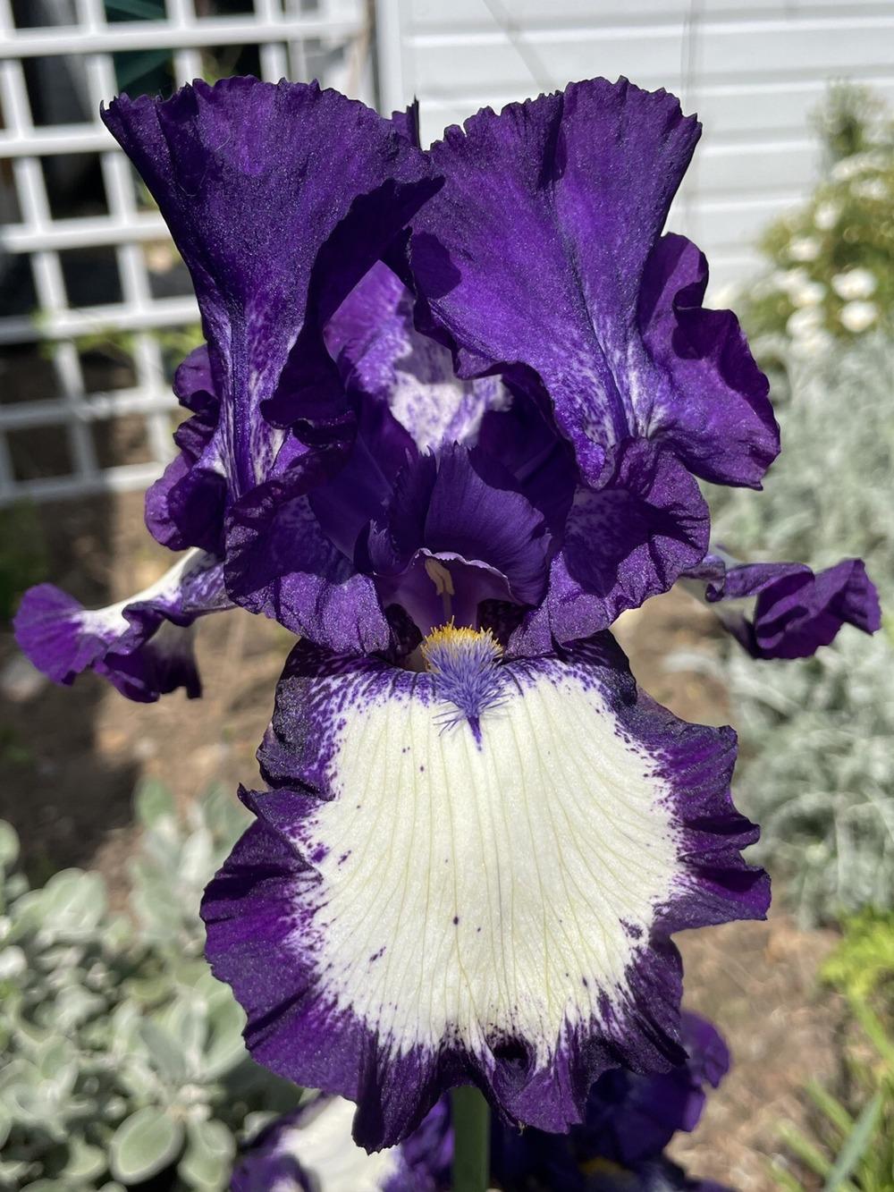 Photo of Tall Bearded Iris (Iris 'Stepping Out') uploaded by RachaelHunter