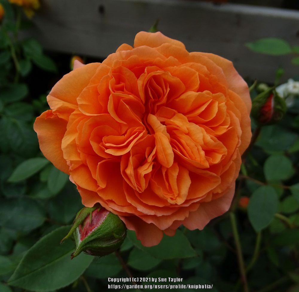 Photo of Rose (Rosa 'Louise Clements') uploaded by kniphofia