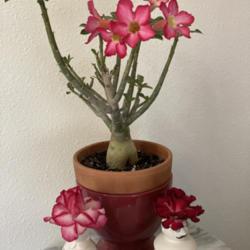 Location: Tampa, Florida
Date: 2021-08-31
My HD seedling desert rose  purchased in July 2021, now blooming!