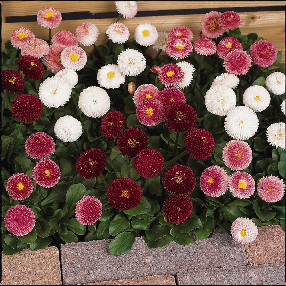 Photo of English Daisy (Bellis perennis 'Super Enorma Mix') uploaded by Joy