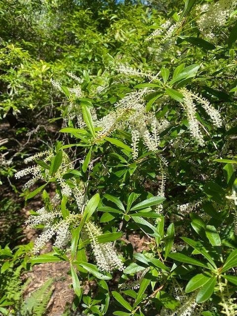 Photo of Leatherwood (Cyrilla racemiflora) uploaded by SL_gardener