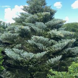 Location: Arnold Arboretum Boston
Date: 2021-08-02
I couldn't find species information about this tree