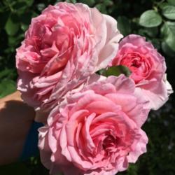 Location: Vienna, Austria
Date: 2021-09-02
Such a pretty rose, just makes me happy