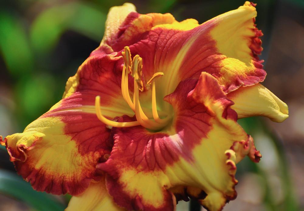 Photo of Daylily (Hemerocallis 'Can't Touch This') uploaded by Pat236