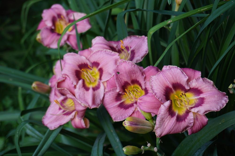 Photo of Daylily (Hemerocallis 'Always Afternoon') uploaded by D3LL
