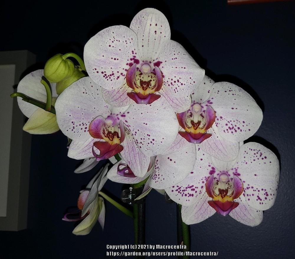 Photo of Moth Orchid (Phalaenopsis) uploaded by Macrocentra