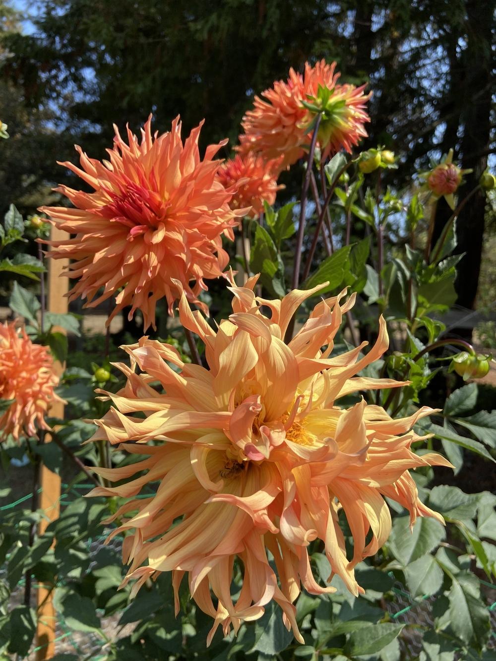 Photo of Dahlia 'Woodland's Wildthing' uploaded by Calif_Sue