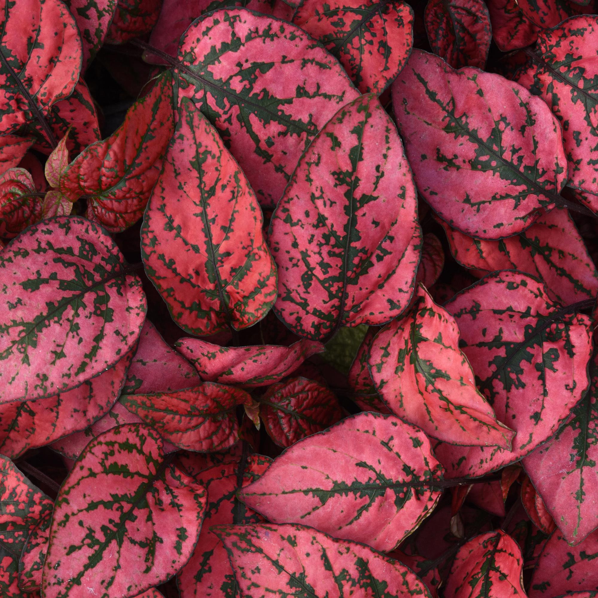 Photo of Polka-Dot Plant (Hypoestes phyllostachya Splash Select™ Red) uploaded by Joy