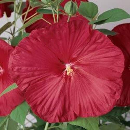 Photo of Hybrid Hardy Hibiscus (Hibiscus Luna™ Red) uploaded by Joy