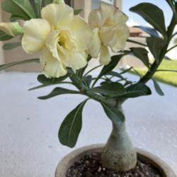 Location: Tampa, Florida
Date: Sept 5, 2021
My yellow grafted desert rose, last week of August 2021 purchase.