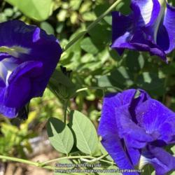 Location: Tampa, Florida
Date: 2021-09-05
My blue ternatea blooms, attracts a lot of pollinators.