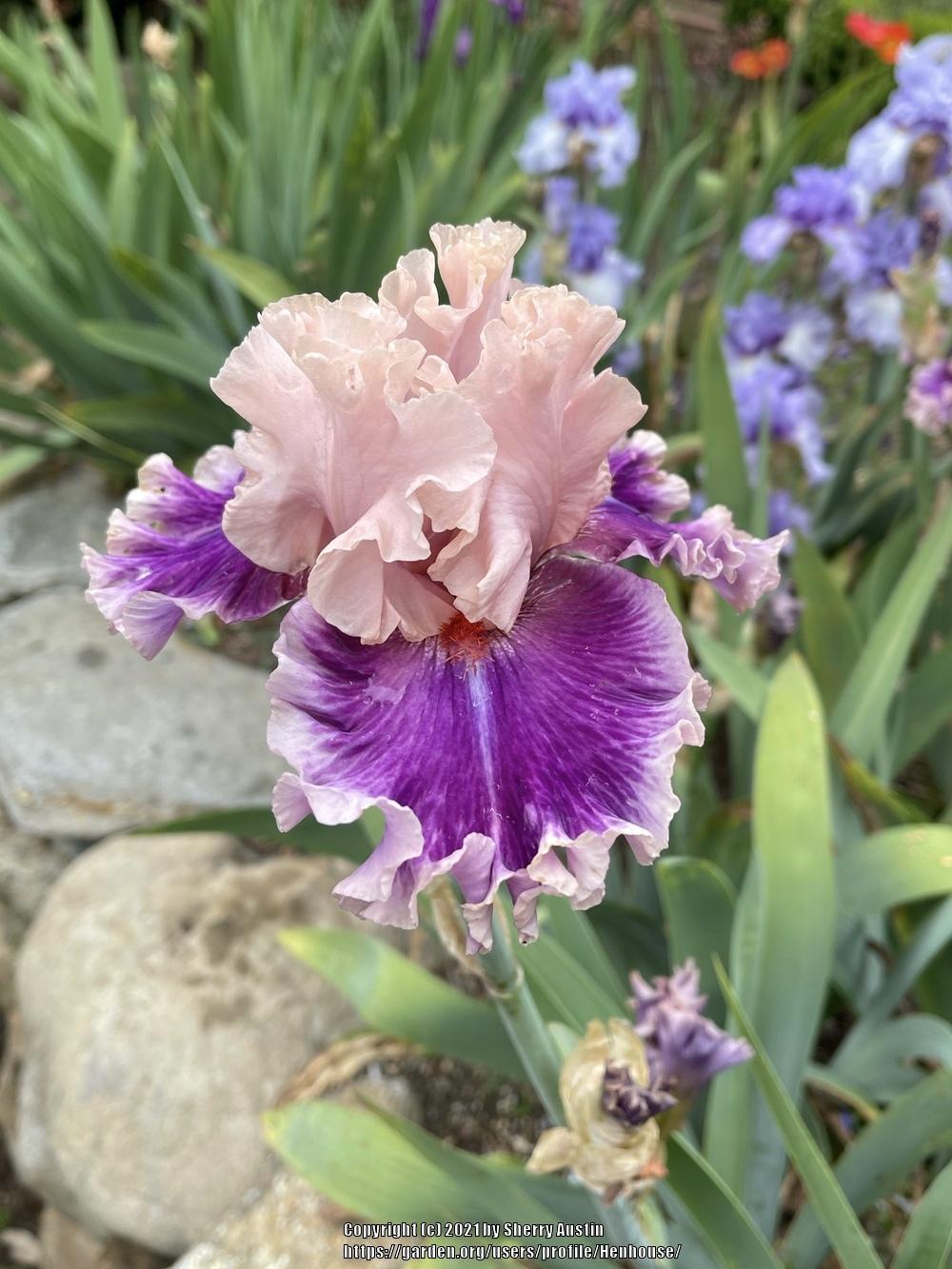 Photo of Tall Bearded Iris (Iris 'Born This Way') uploaded by Henhouse