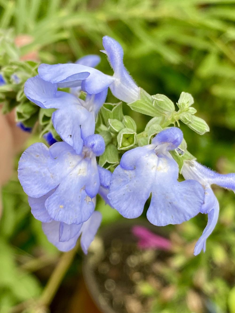 Photo of Blue Sage (Salvia azurea) uploaded by Gerris2