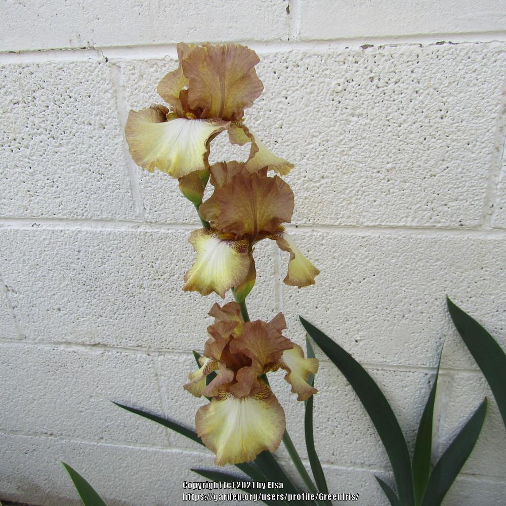 Photo of Tall Bearded Iris (Iris 'Patina') uploaded by GreenIris