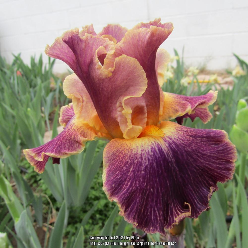 Photo of Border Bearded Iris (Iris 'Glo-Ray Hallelujah') uploaded by GreenIris