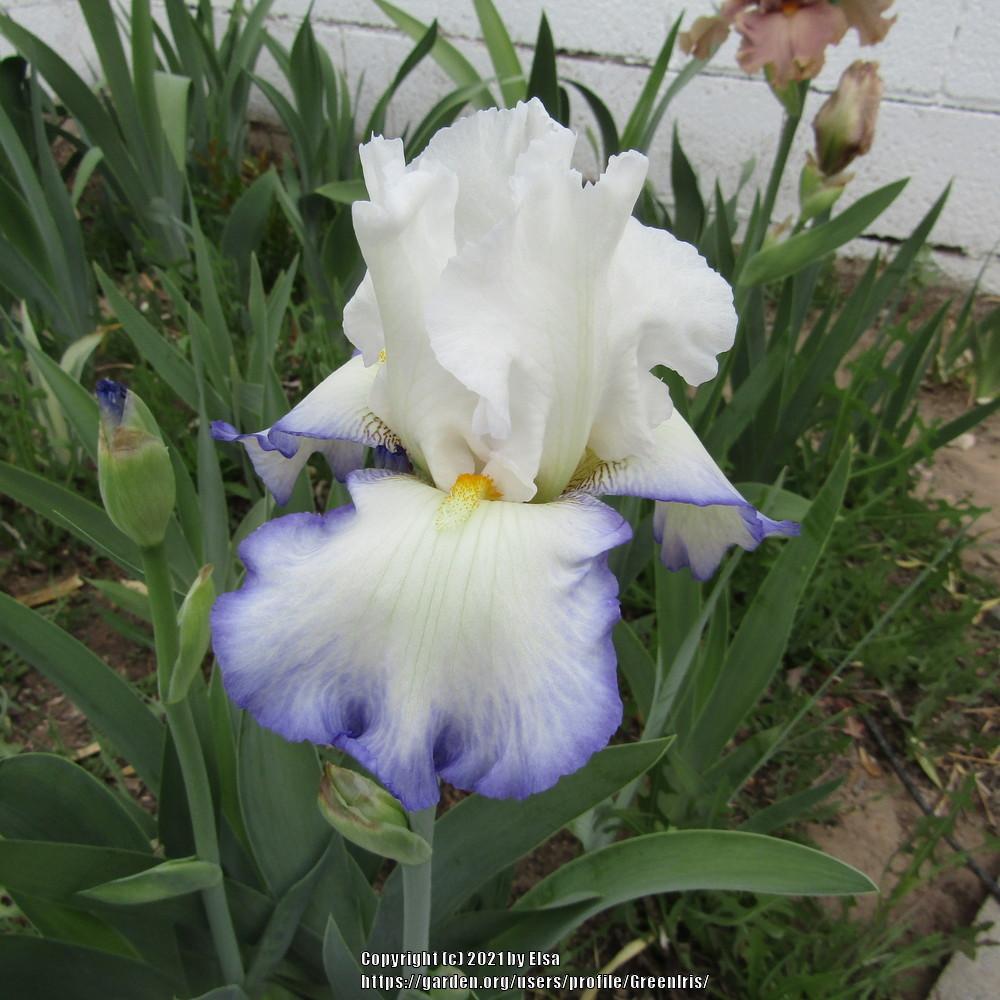 Photo of Tall Bearded Iris (Iris 'Queen's Circle') uploaded by GreenIris