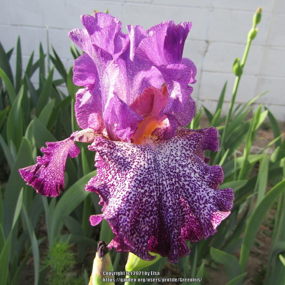Photo of Tall Bearded Iris (Iris 'Celestial Explosion') uploaded by GreenIris