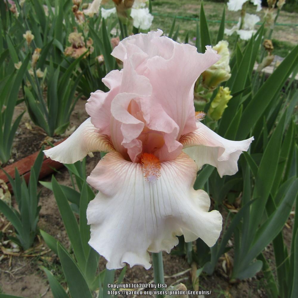 Photo of Tall Bearded Iris (Iris 'Godsend') uploaded by GreenIris