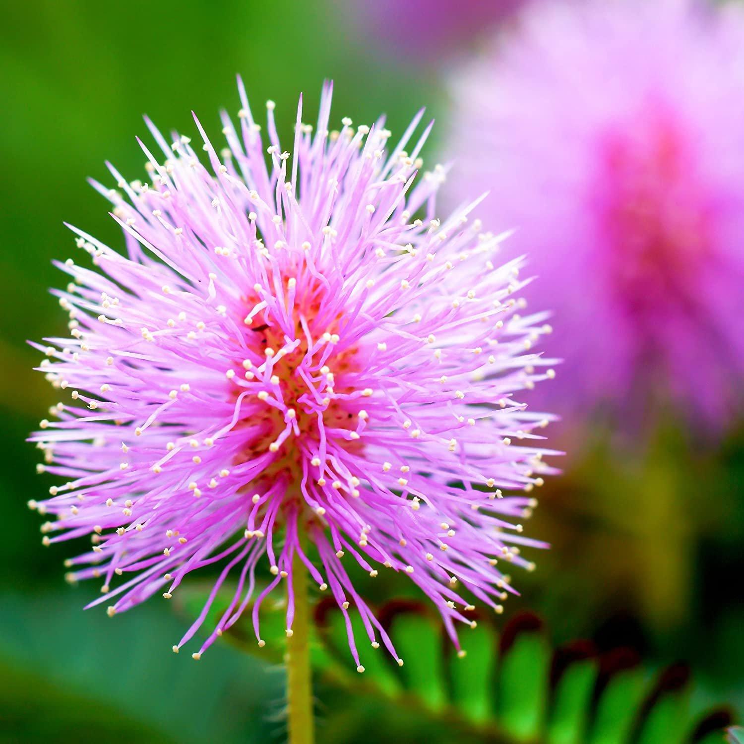 Photo of Sensitive Plant (Mimosa pudica) uploaded by Joy